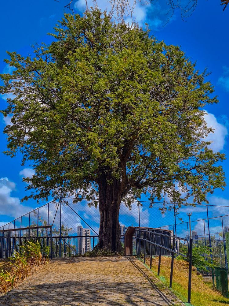 Фотография автора Walfrido Alexandre