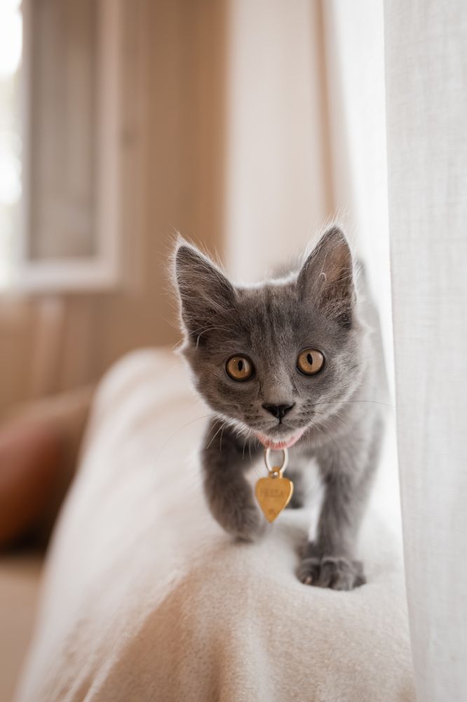 Fresa: the kitty model