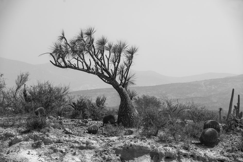 Photograph by Joaquin Silva