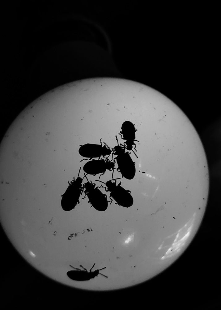 Photo #10728052