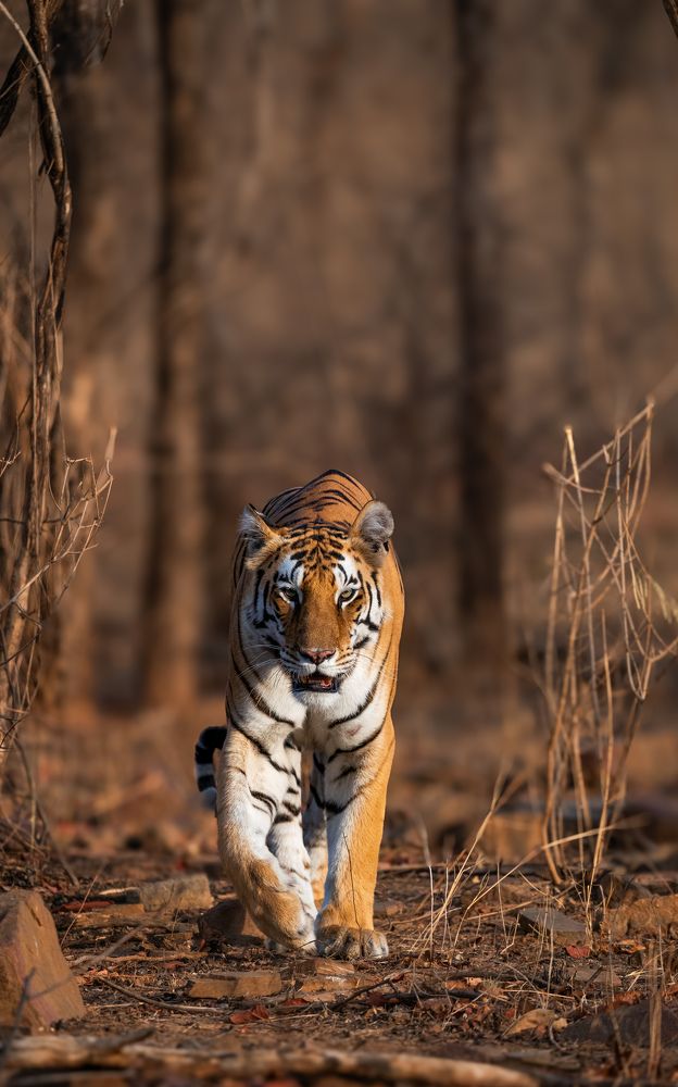 Tigress