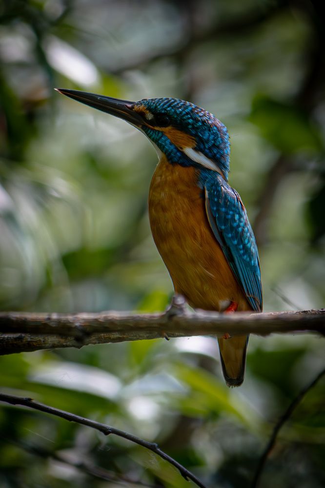 Обыкновенный зимородок на охоте (Common Kingfisher on the hunt)