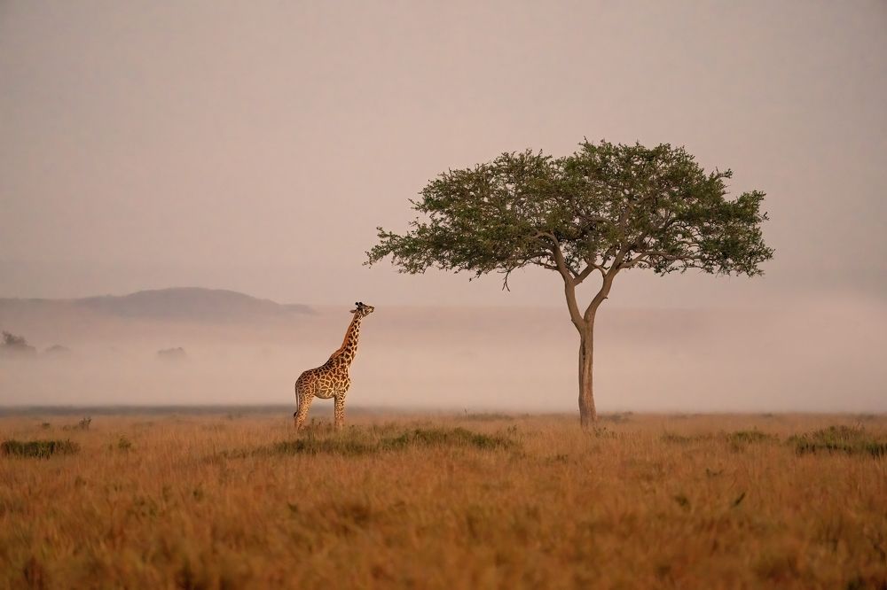 Photograph by Joshy Varghese