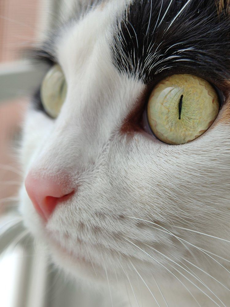 Photograph by AlexaL