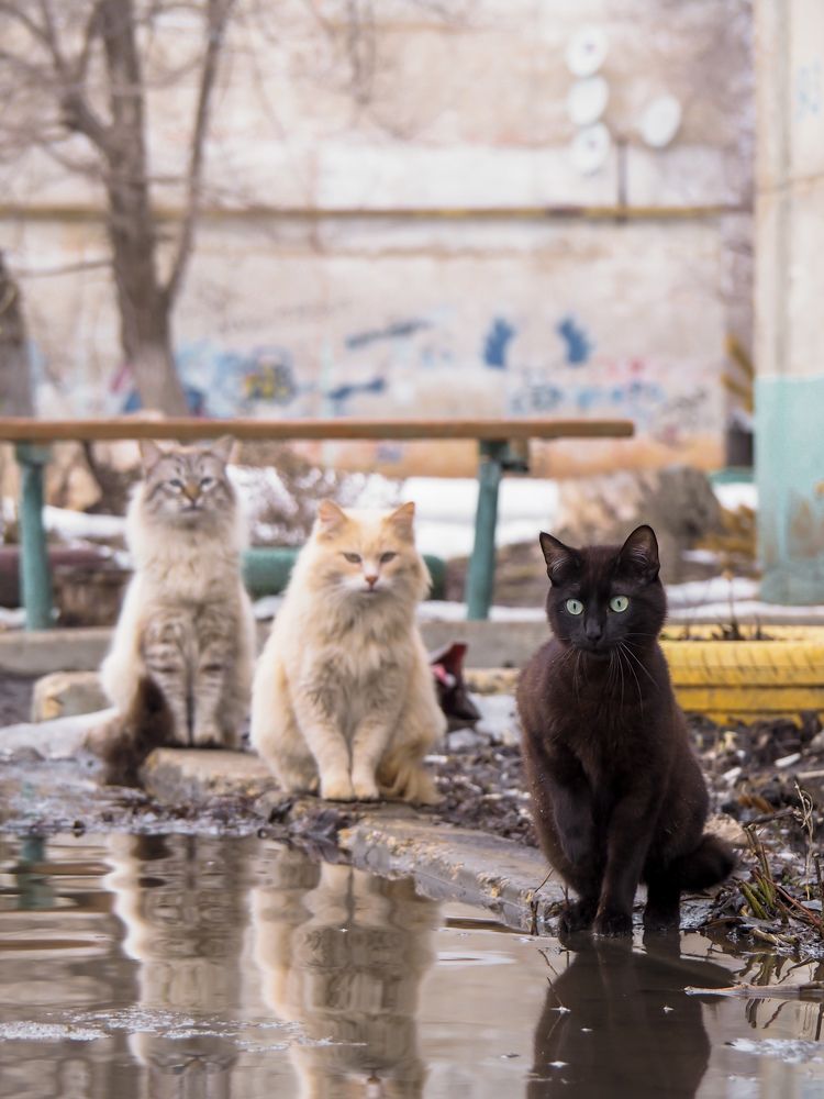 Photograph by Светлана Шибаршина