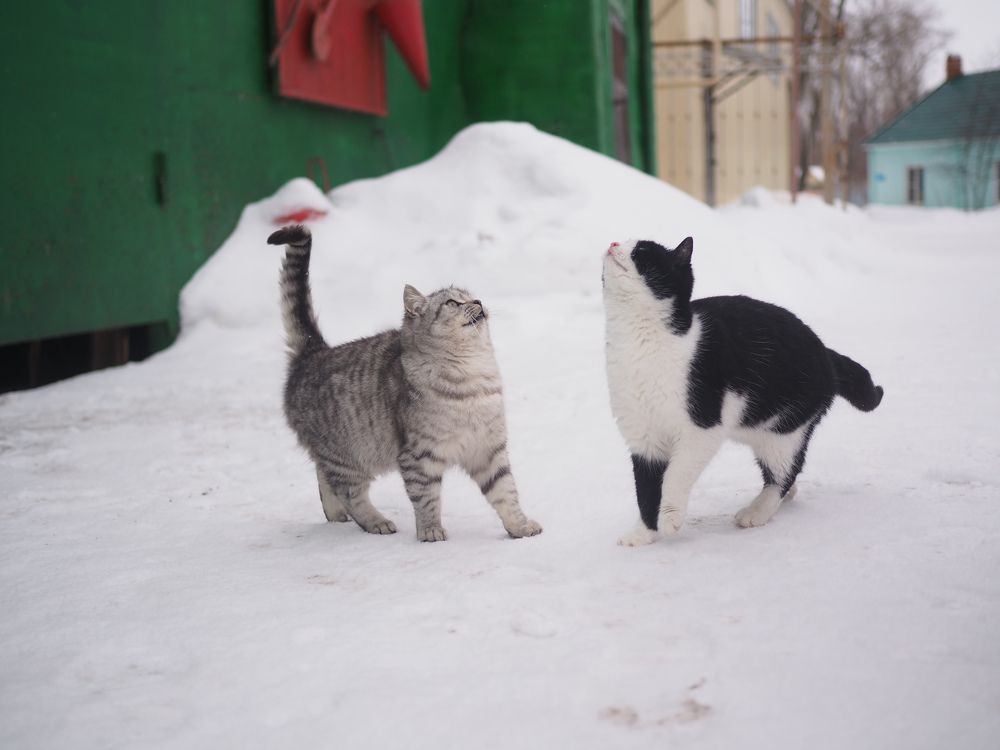 Photograph by Светлана Шибаршина