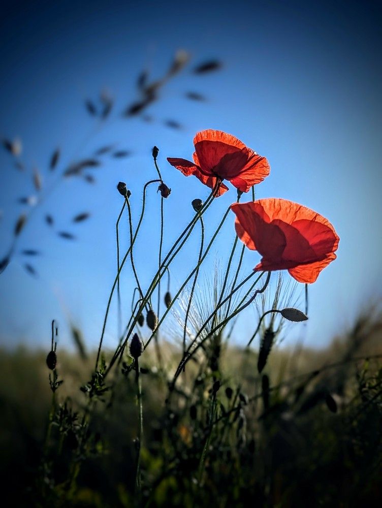 Photograph by Viktoriya Filip