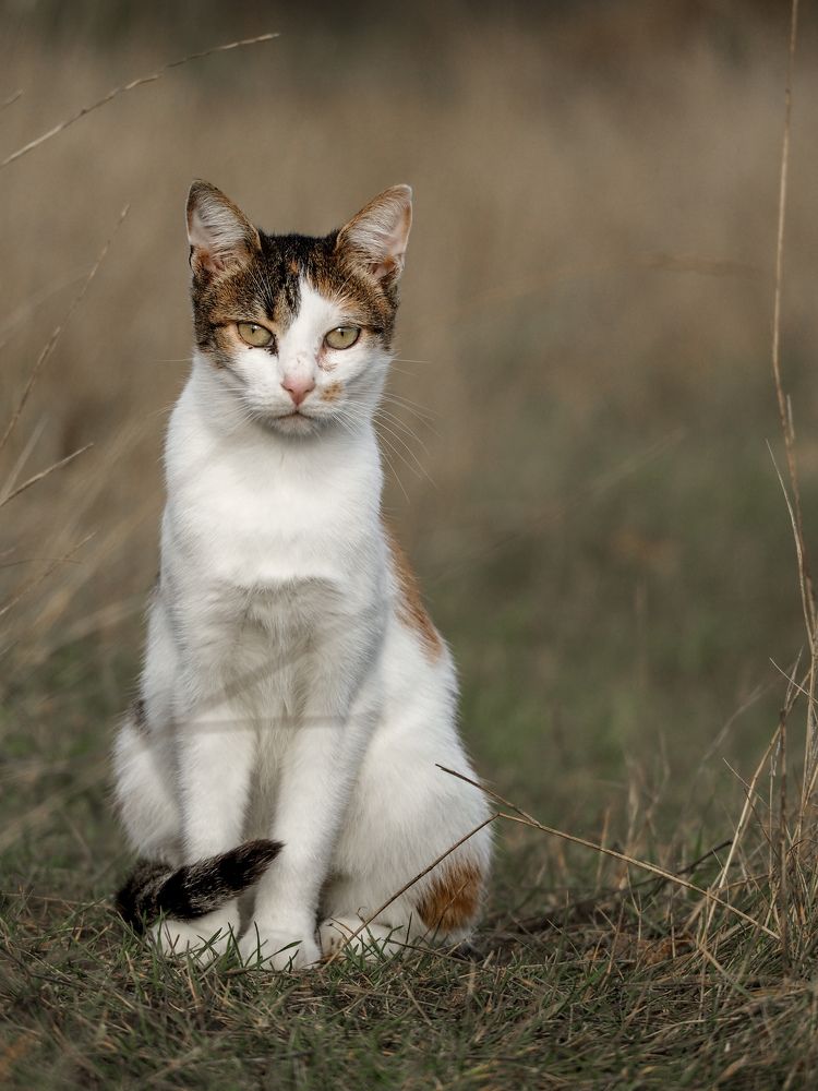 Photograph by Светлана Шибаршина