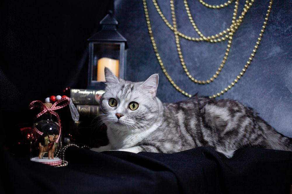 Photograph by Алина Перескокова