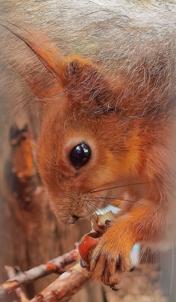 Photograph by Владимир Орлов