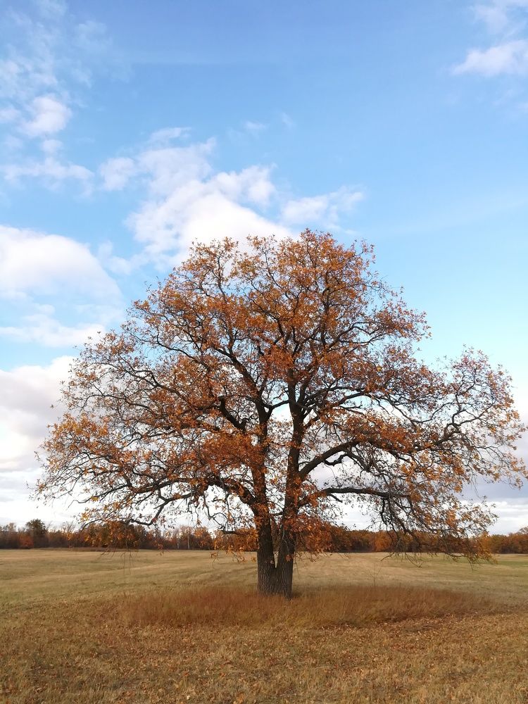 Photograph by Светлана Шибаршина