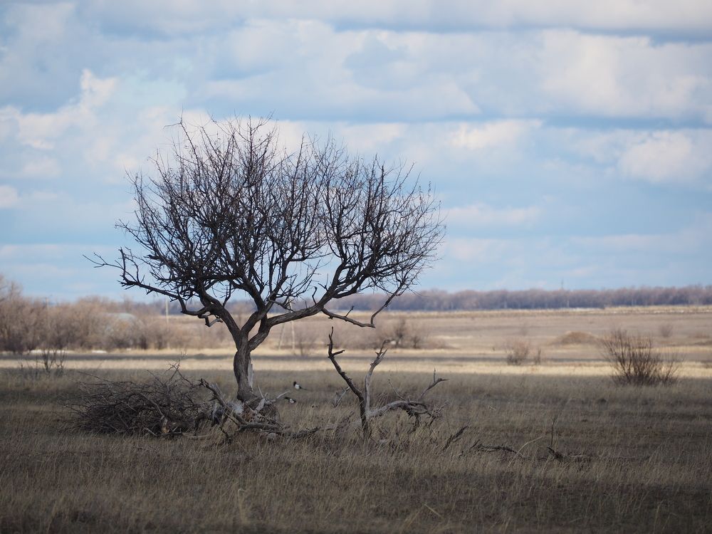 Photograph by Светлана Шибаршина