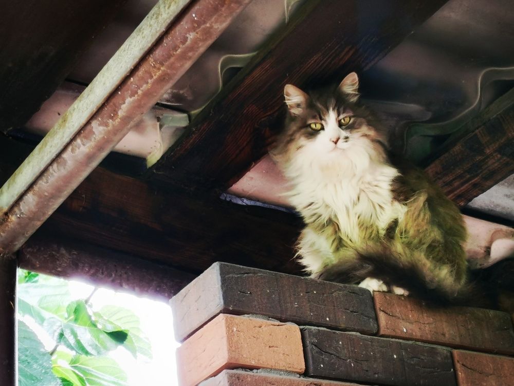 Под крышей дома своего