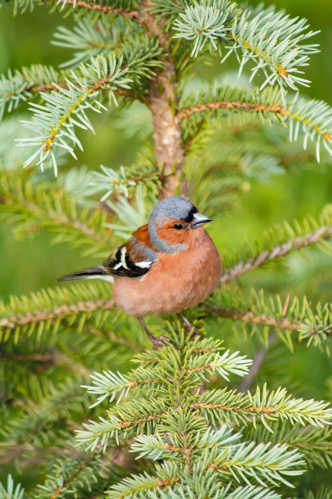 Chaffinch in natural environment