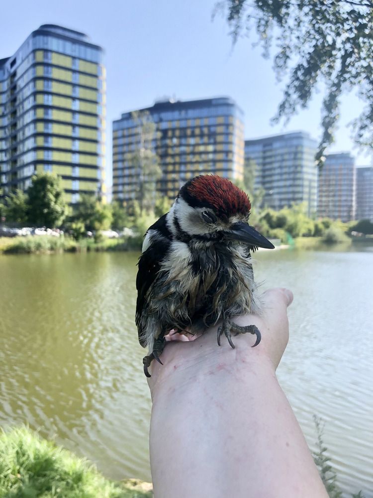 Дятел на ладони.