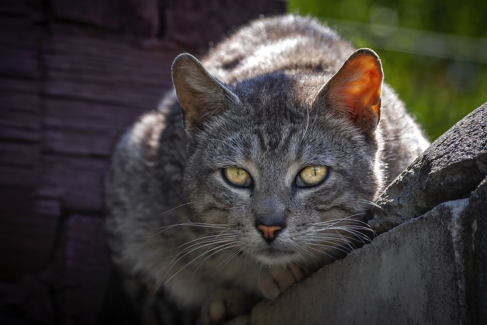 Высоко сижу, далеко гляжу