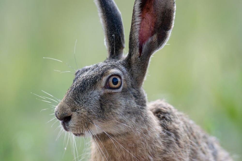Фотография автора Алексей Савельев