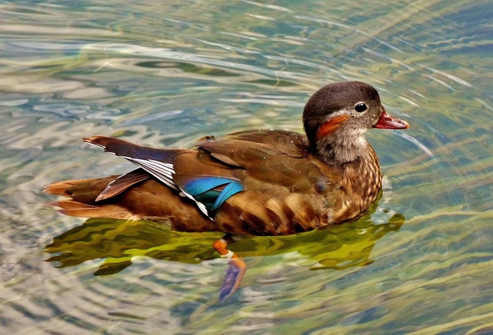 Photograph by backareva irina