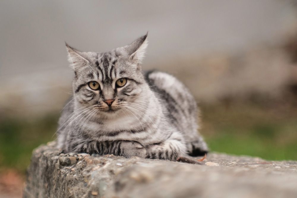 Фотография автора Владимир Бондарев