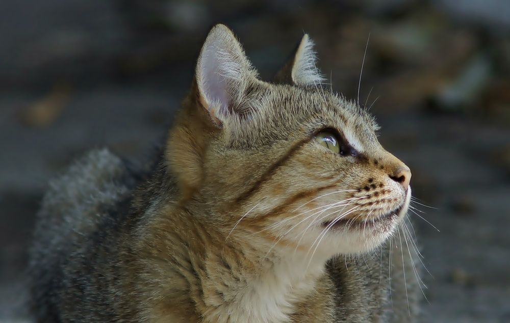 Photograph by Oleg Kabanets