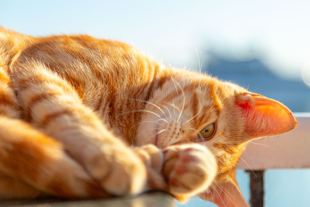 Photograph by Alaa Nour