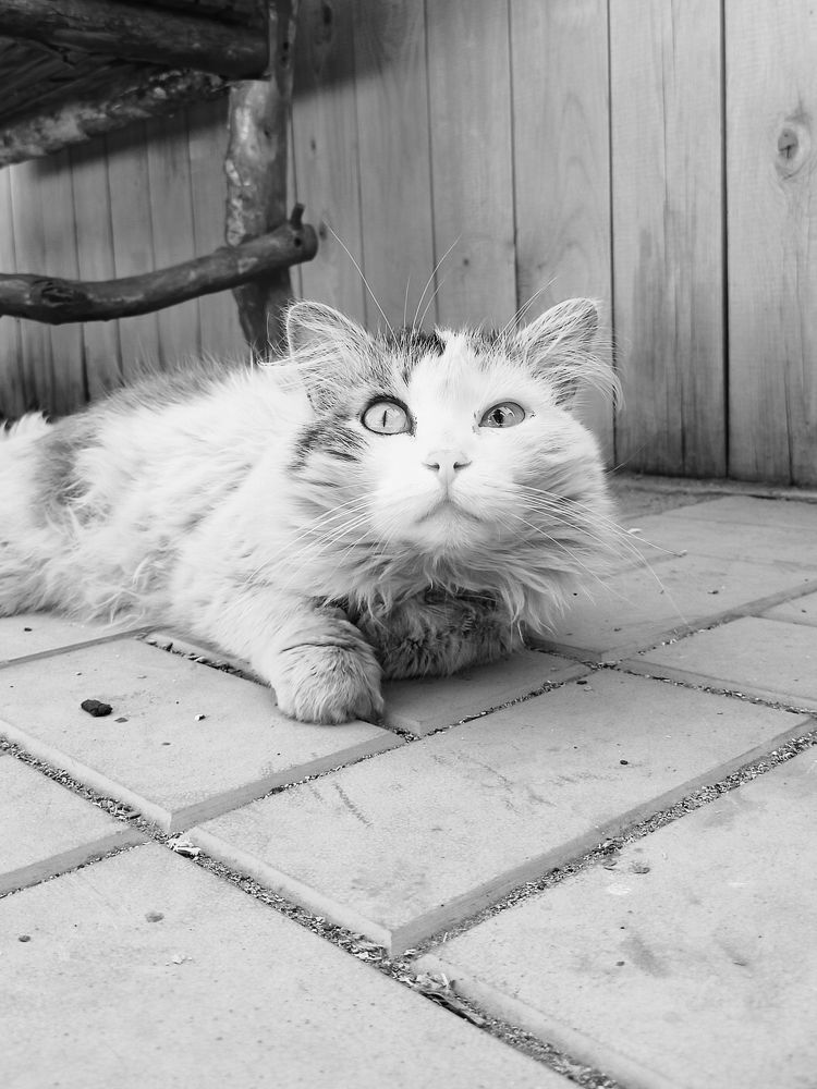 Фотография автора Татьяна Шахова