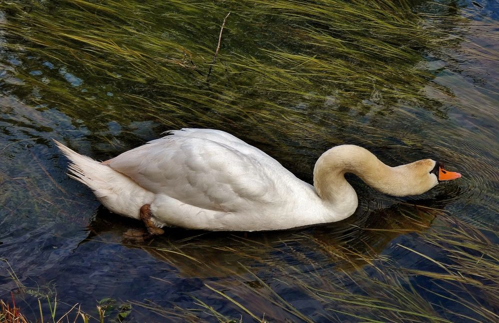 Photograph by backareva irina