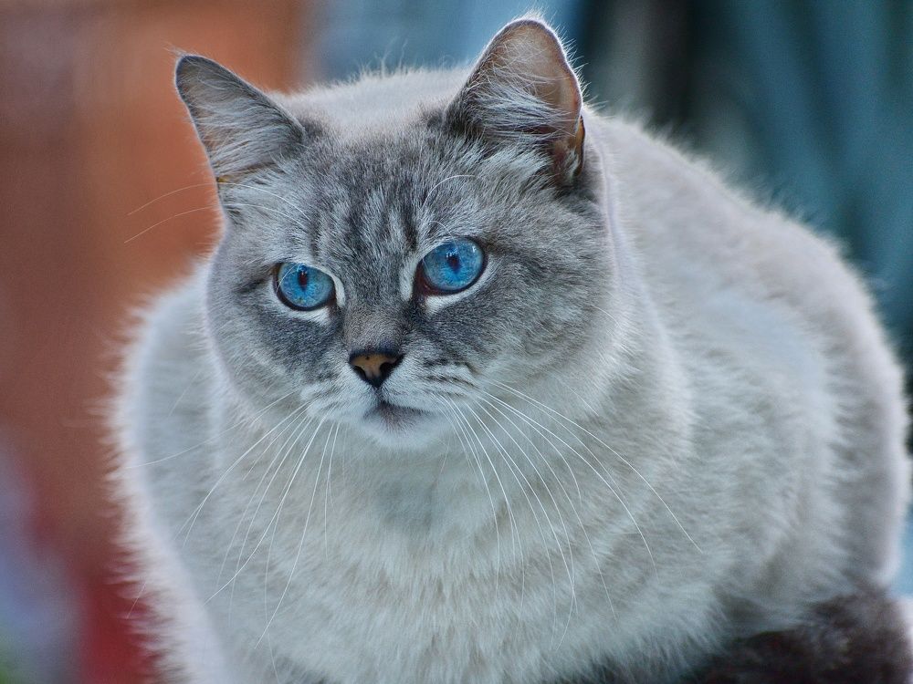 Фотография автора лилия беланова