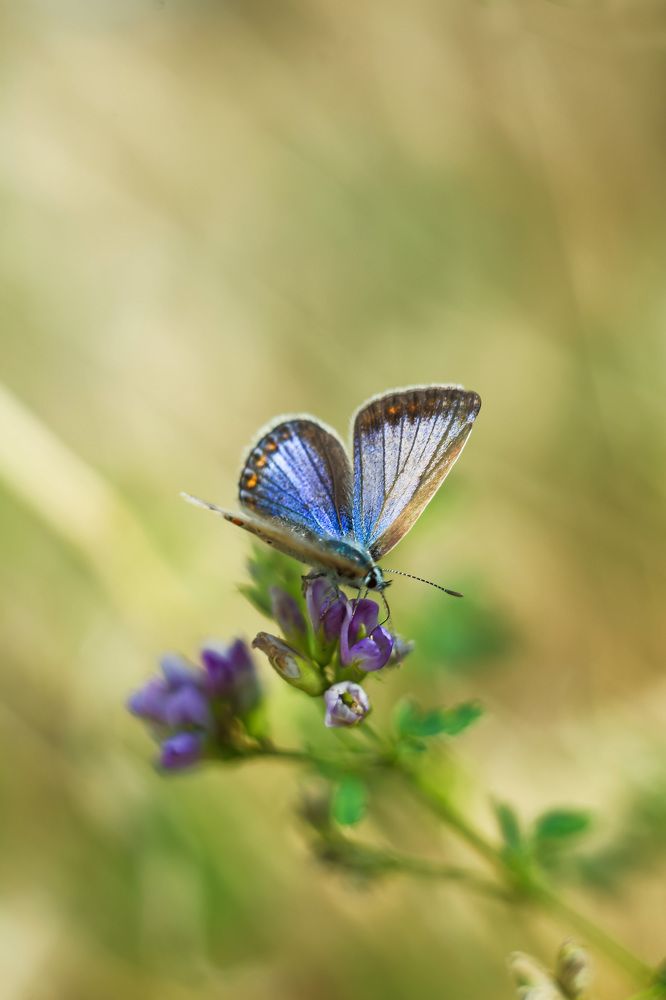 Фотография автора Олеся Лукьяненко
