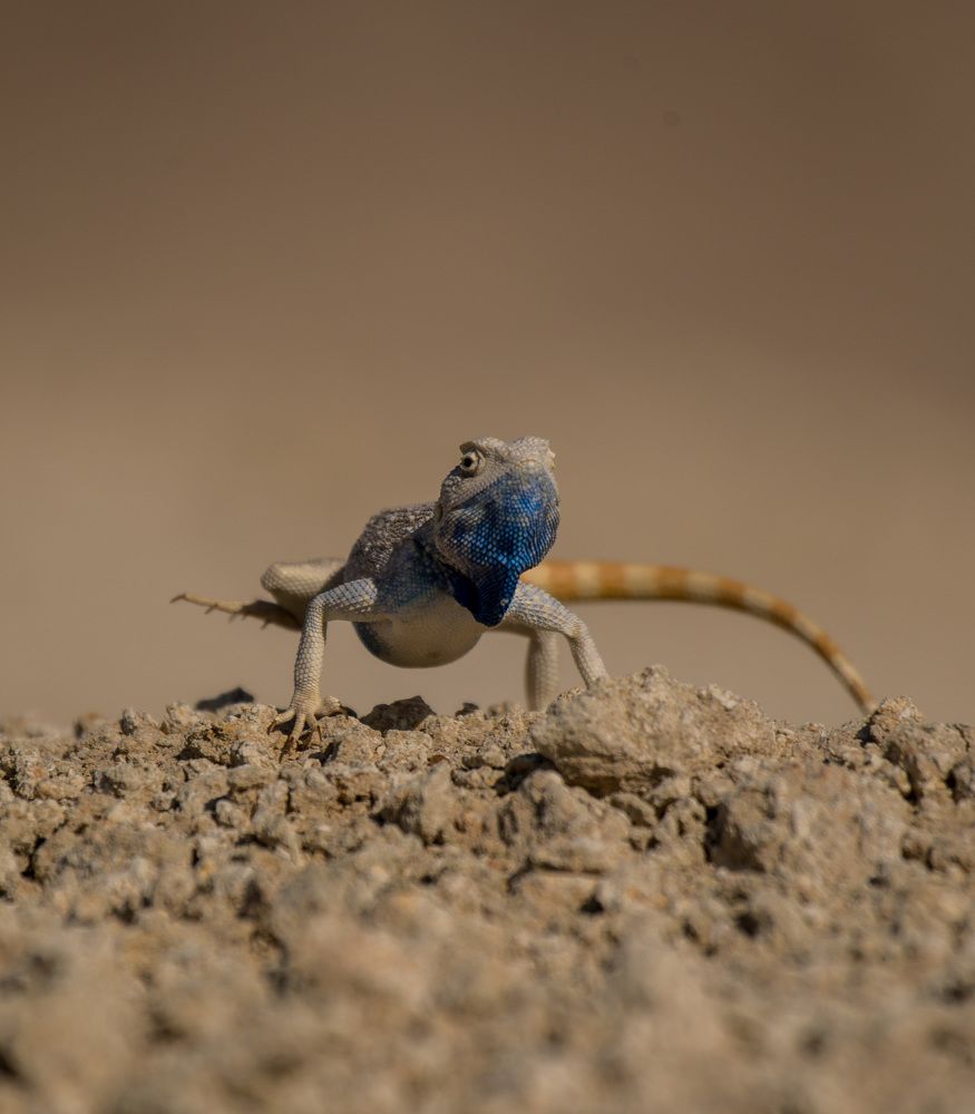 Photograph by Renny Joseph