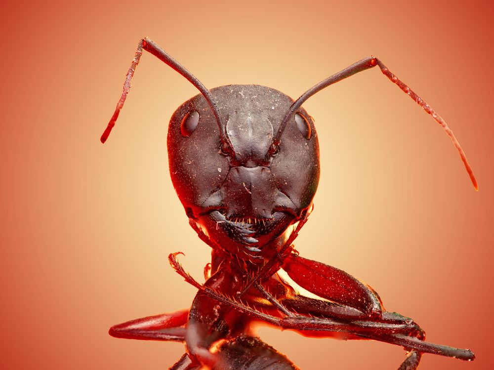 Red alien head