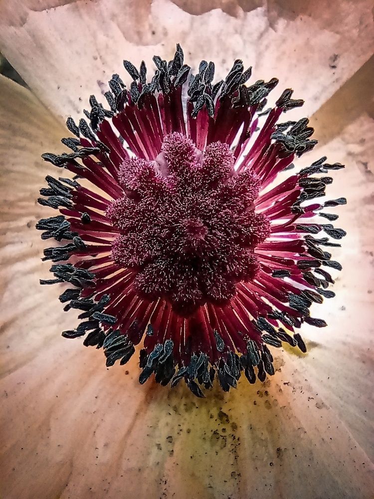 Розовый мак.