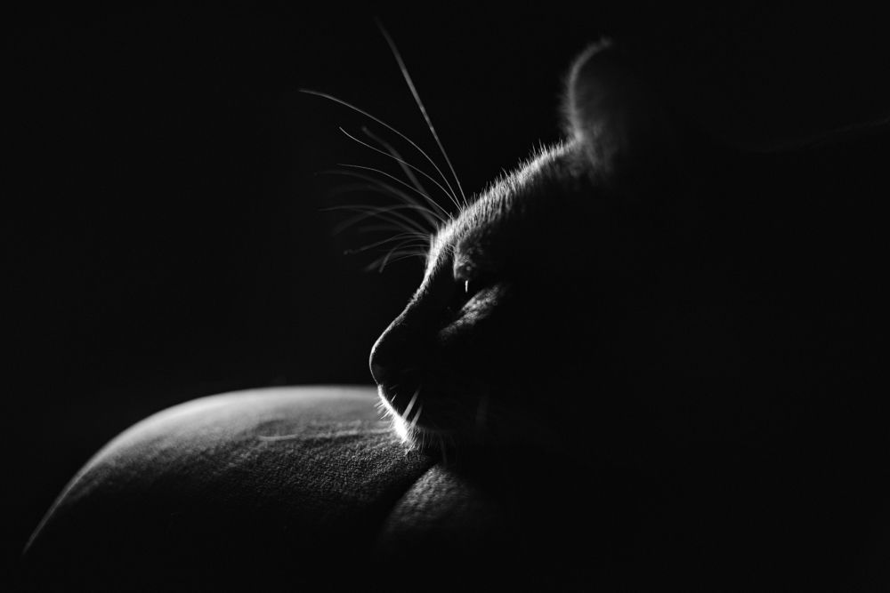 Photograph by Андрей Шелуков