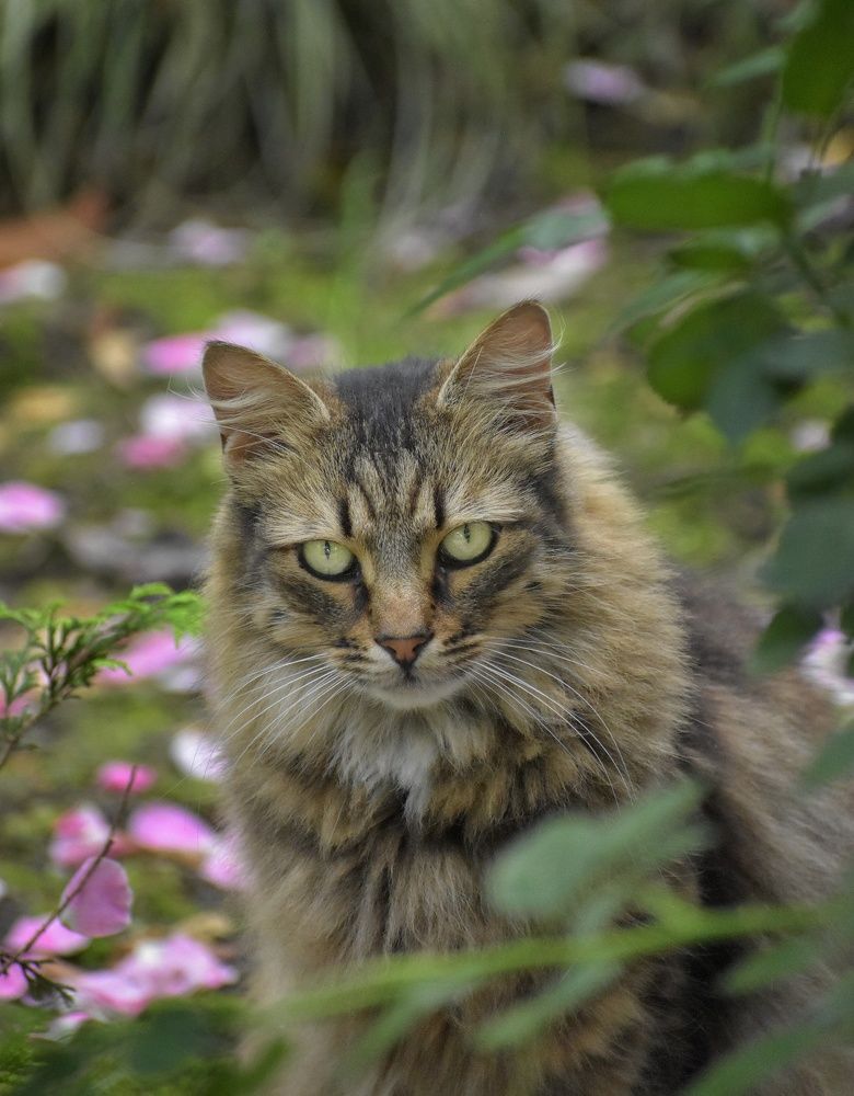Фотография автора лилия беланова