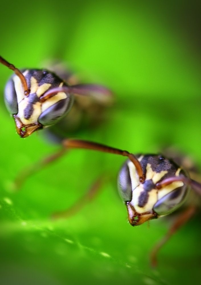 Фотография автора Armando Leonardo Linhares