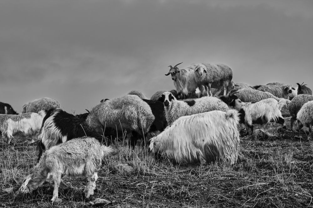 Photograph by Harish Krishnan