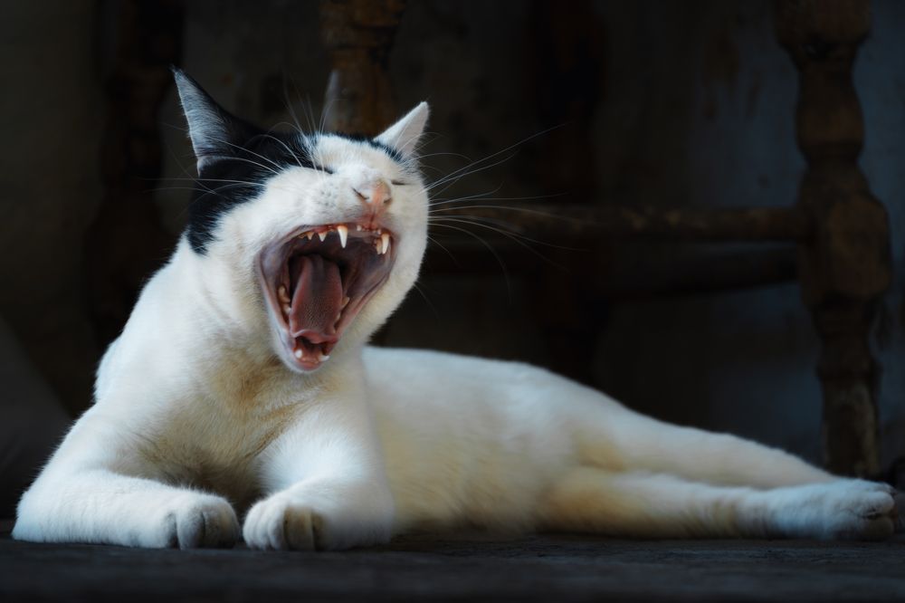 Photograph by Robert Fülöp