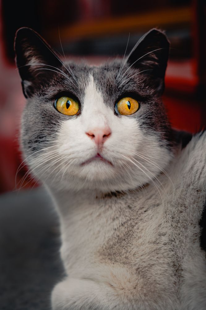 Photograph by Robert Fülöp