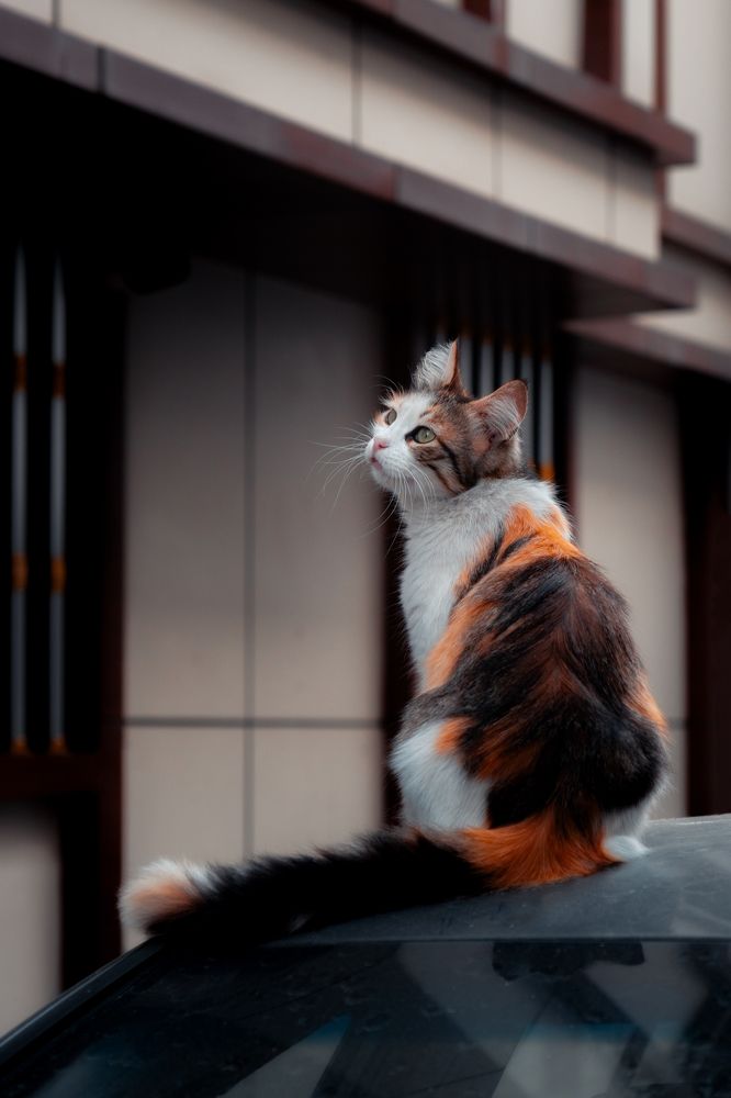 Photograph by Robert Fülöp