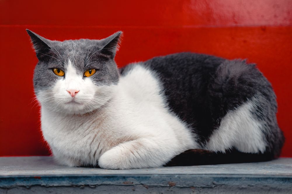 Photograph by Robert Fülöp