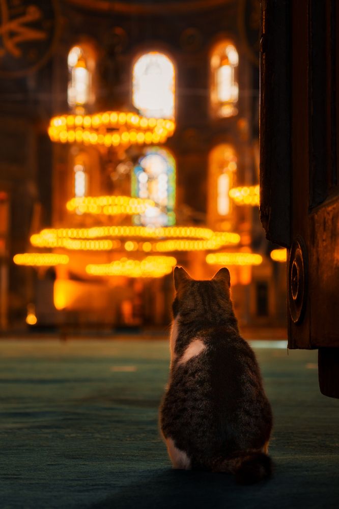 Photograph by Robert Fülöp