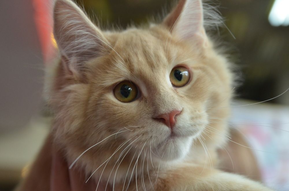 Фотография автора Владимир Брызгунов