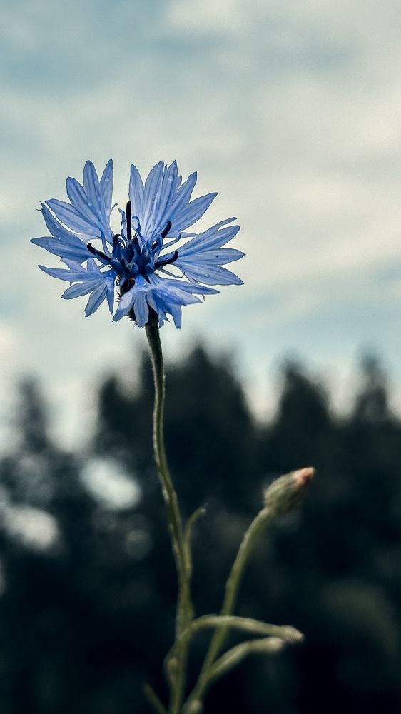 Фотография автора Svetlana Siniakova