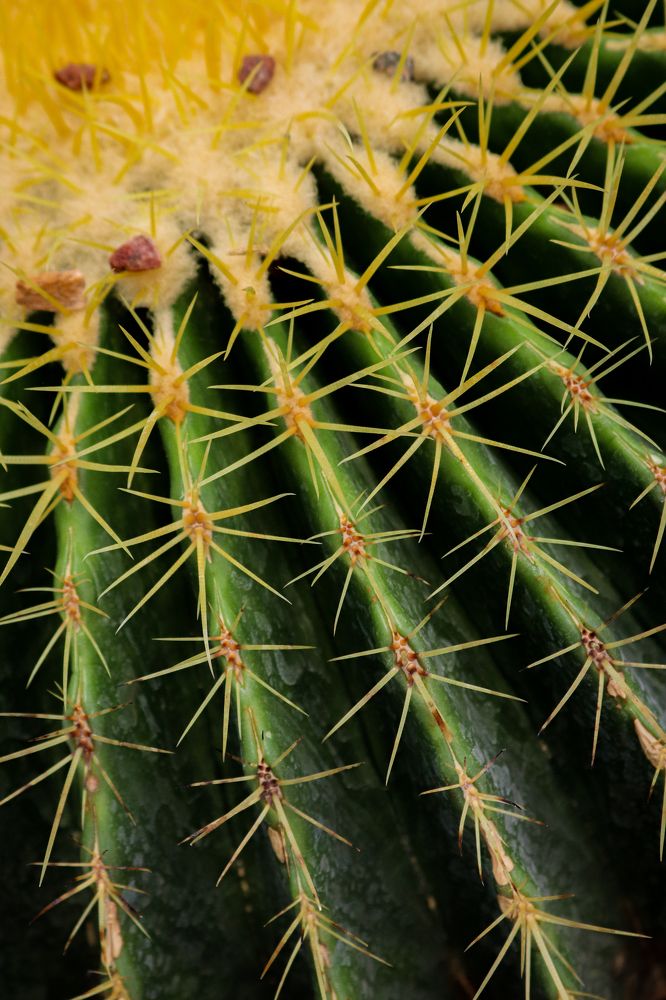 Photograph by asma dafeian