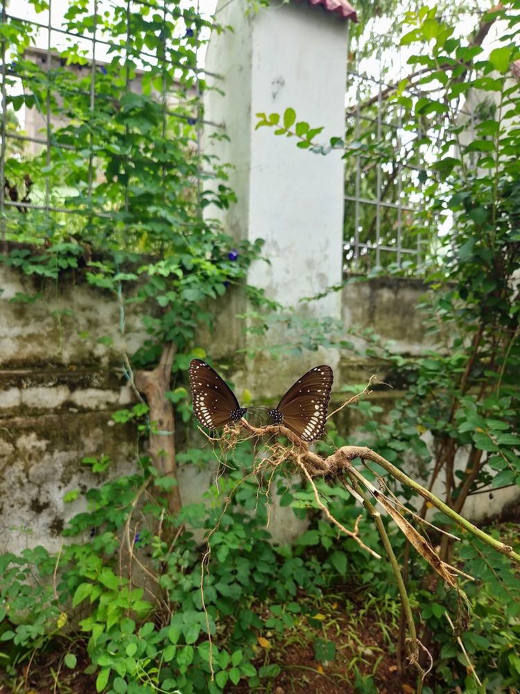 Photograph by Monica Mallick