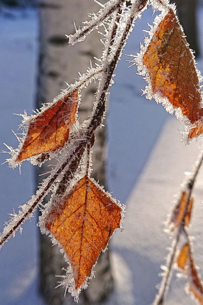 Зимнее утро...