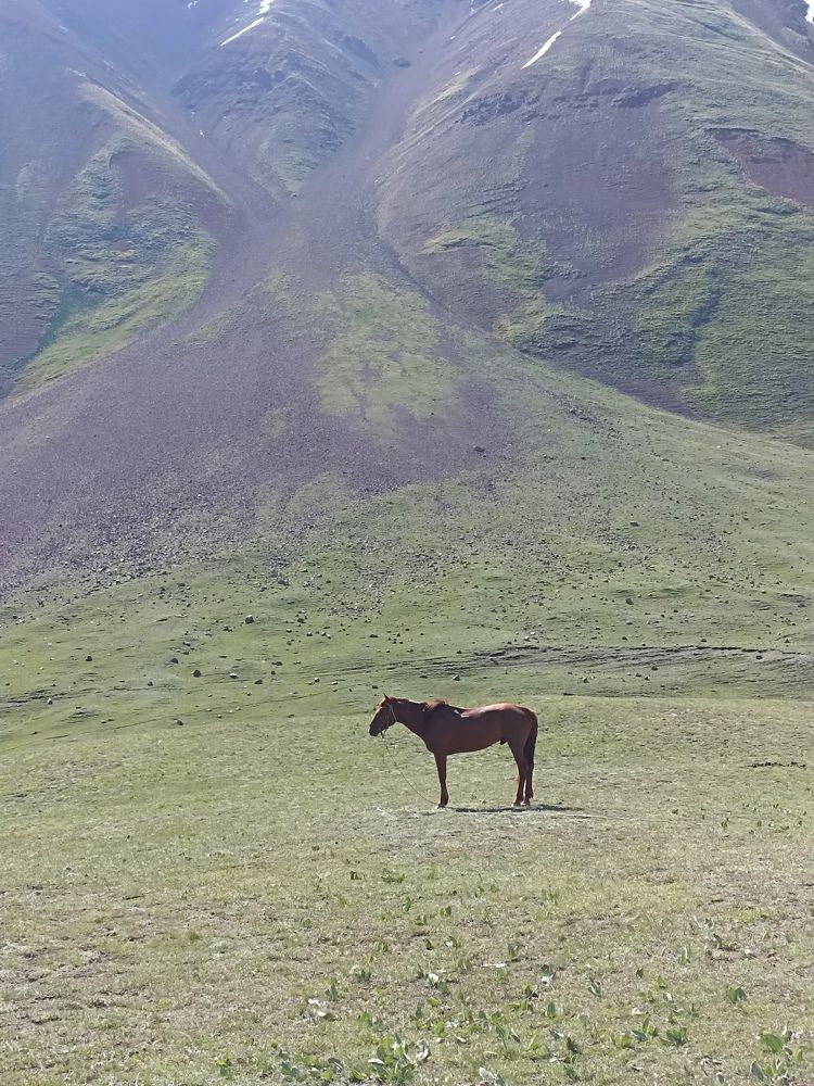 Лашадь на Памире