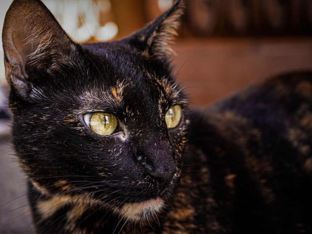 Фотография автора Camilo Rojas