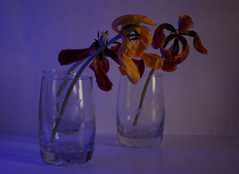 Photograph by Елена Алешкевич