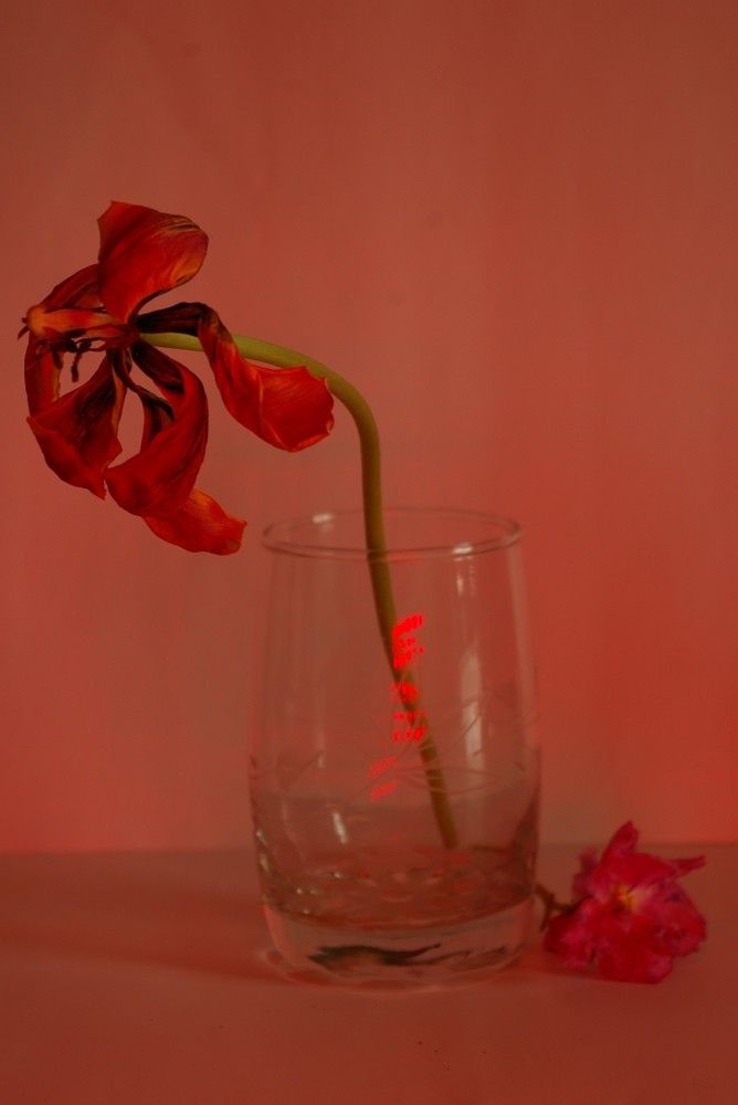 Photograph by Елена Алешкевич